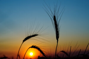 wheat in a field photo