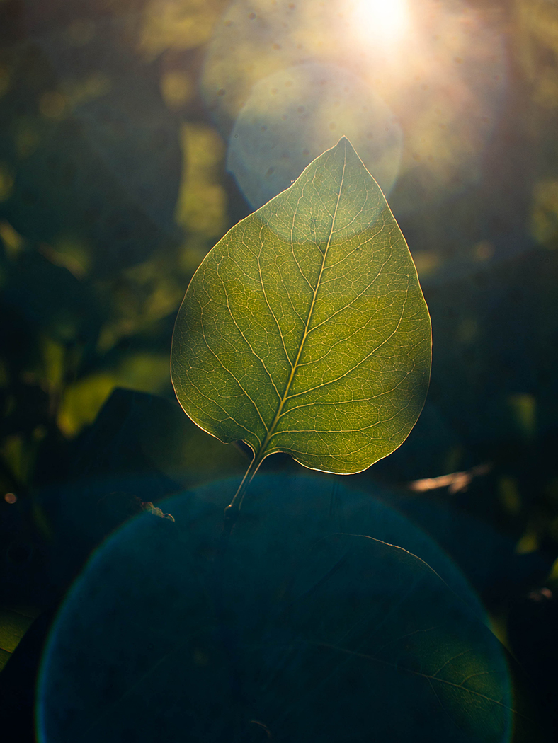 leaf photo